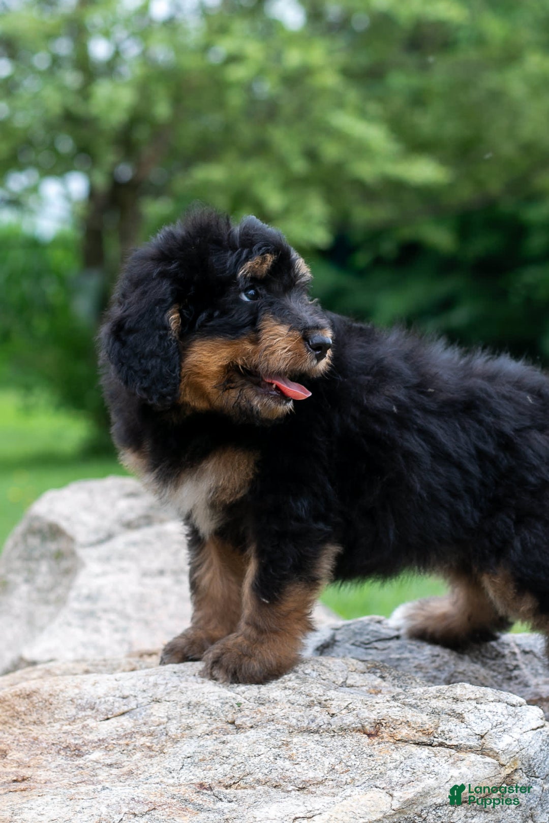 Bernedoodle dogs for sale: Cinnamon - Image 2