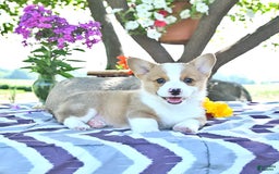 Welsh Corgi Pembroke dogs for sale: Henry - Image 9
