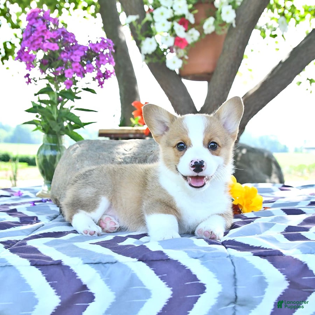 Welsh Corgi Pembroke dogs for sale: Henry - Image 9