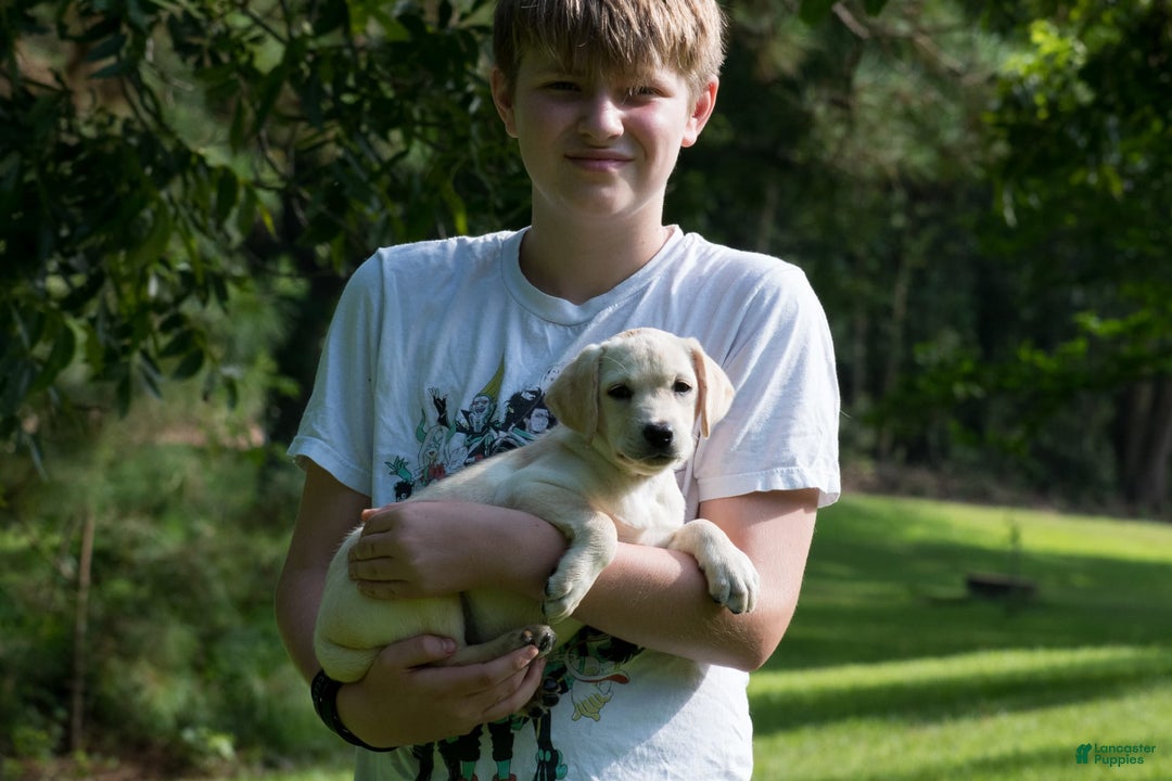 Labrador Retriever dogs for sale: Pixie - Image 1
