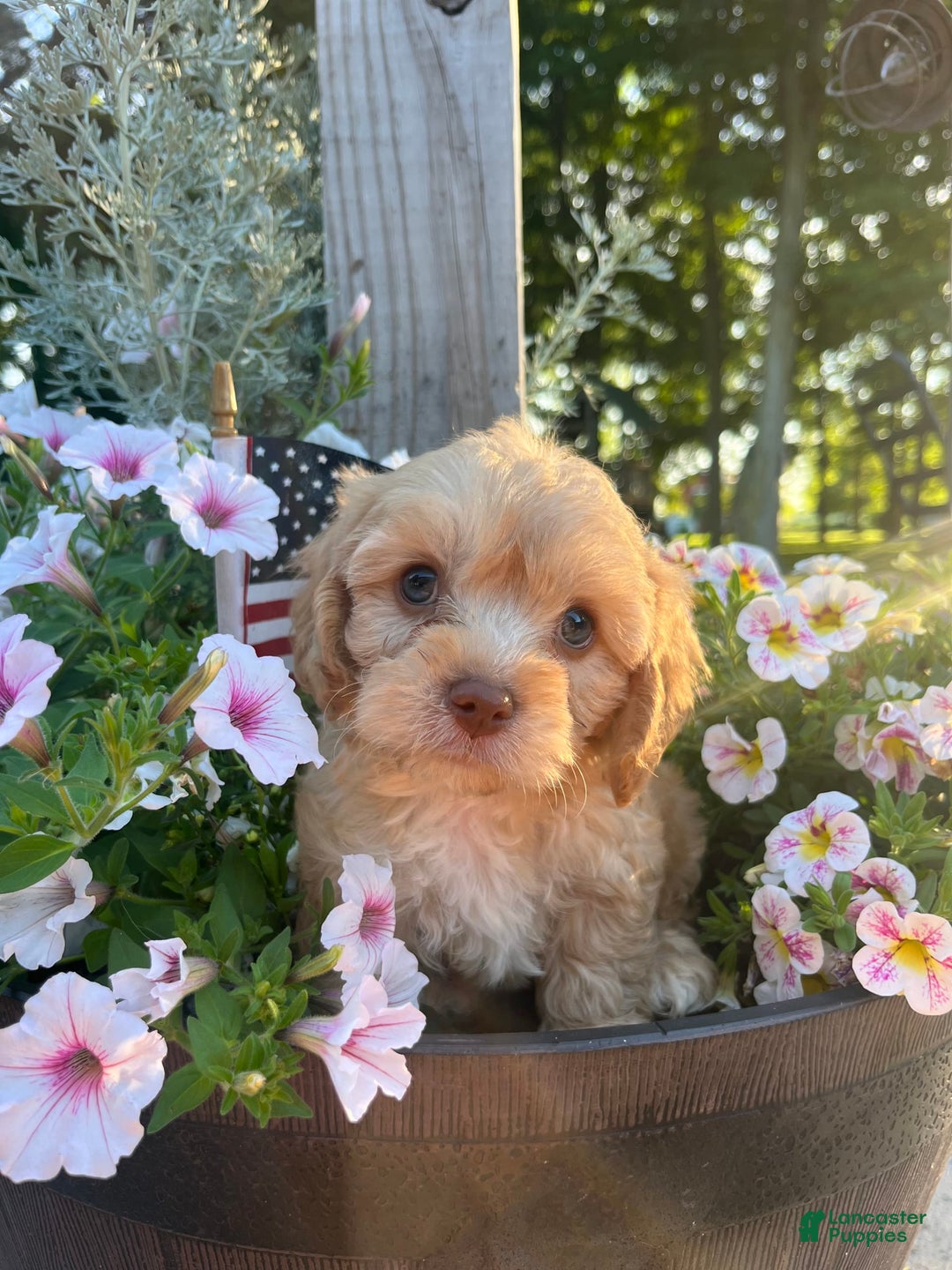 Cavapoo dogs for sale: Leo - Image 10