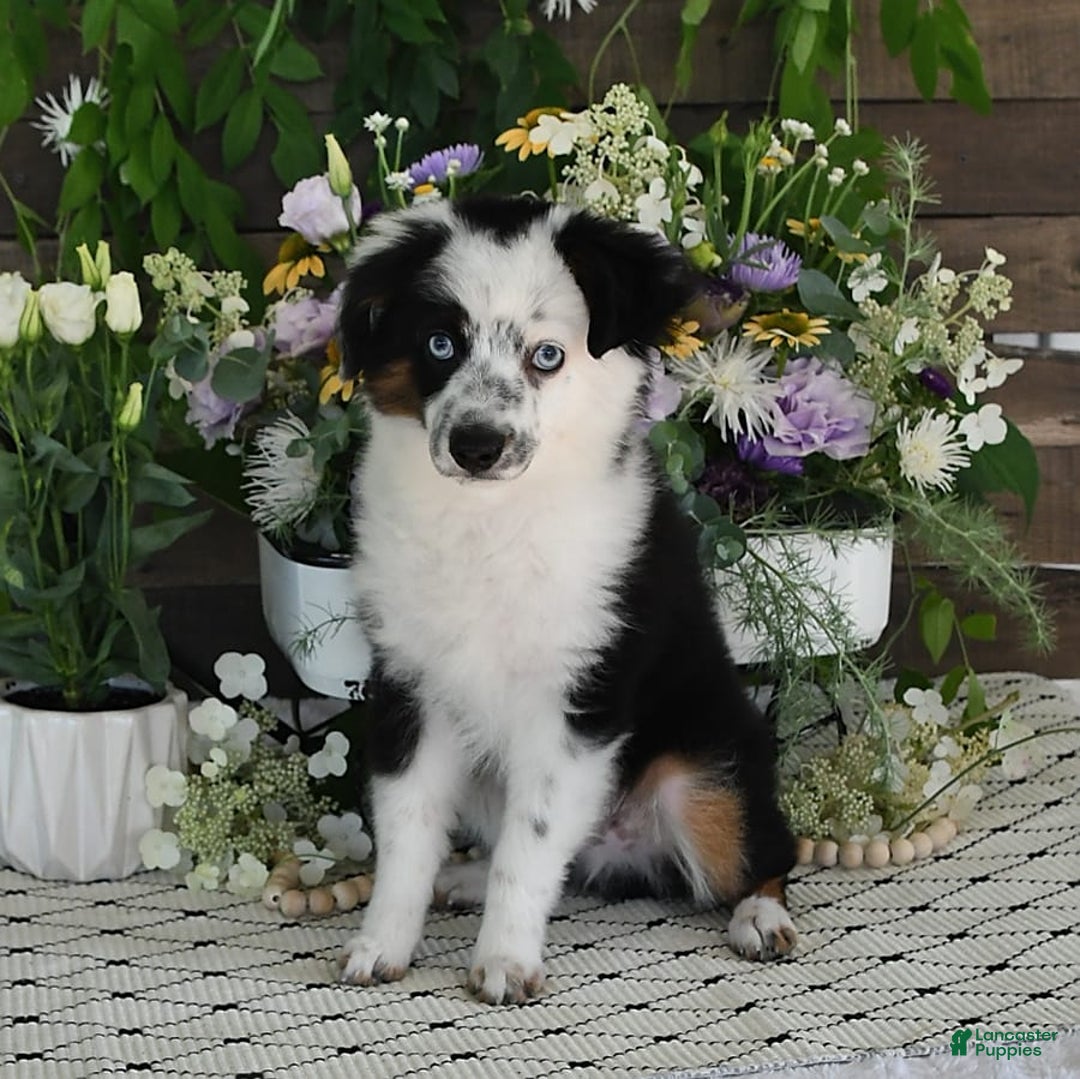 Miniature Australian Shepherd dogs for sale: Axel Toy - Image 41