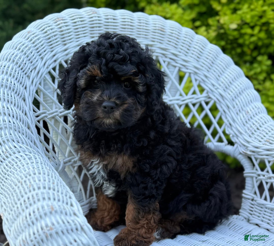 Cavapoo dogs for sale: Cavapoo 4 puppies - Image 23