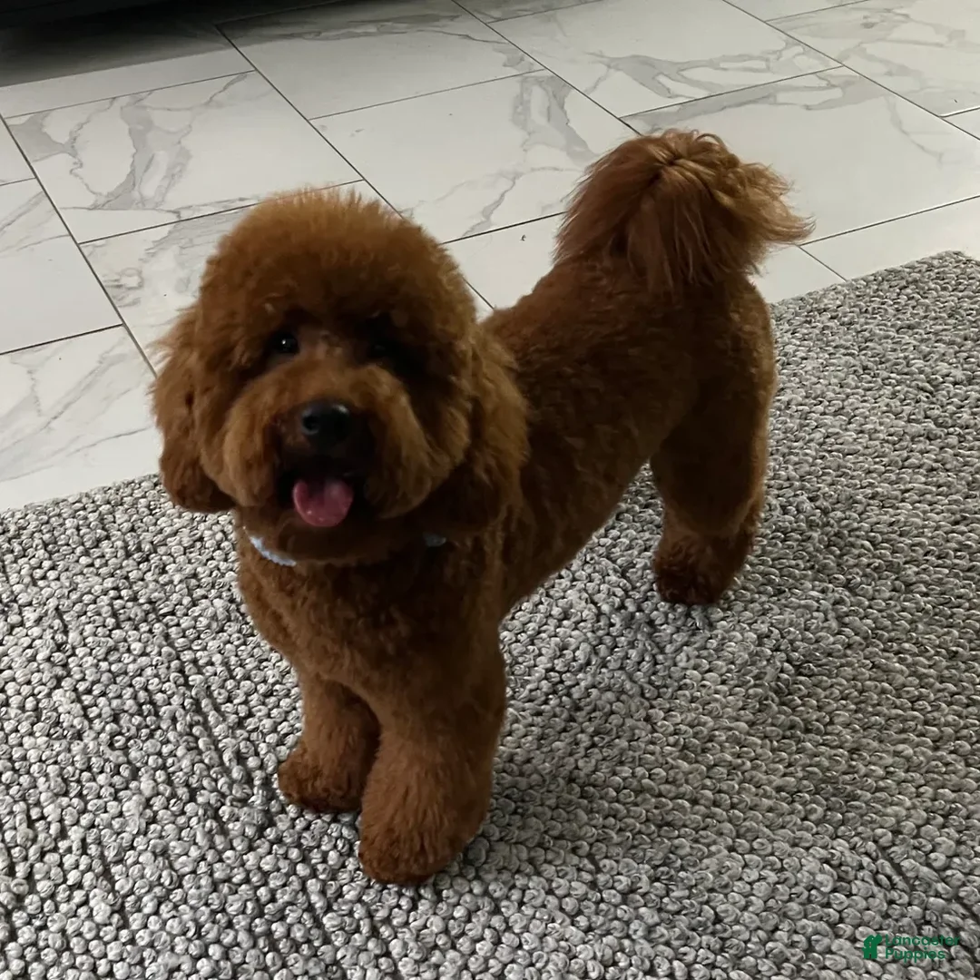 Mini Goldendoodle dogs for sale: Remy - Image 7