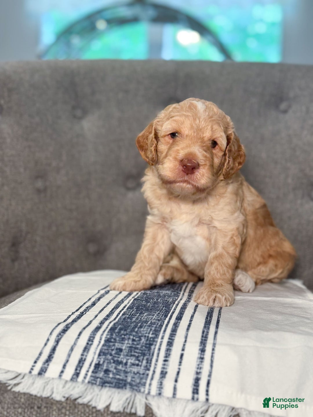 Goldendoodle dogs for sale: Archie - Image 10