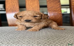 Mini Goldendoodle dogs for sale: Laney - Image 3