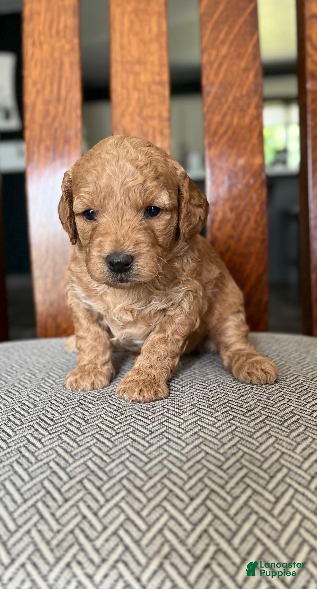 Mini Goldendoodle dogs for sale: Laney - Image 3