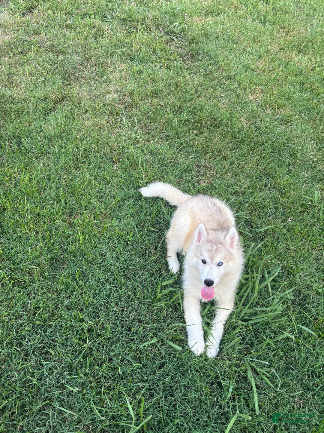 Siberian Husky dogs for sale: Maverick - Image 9