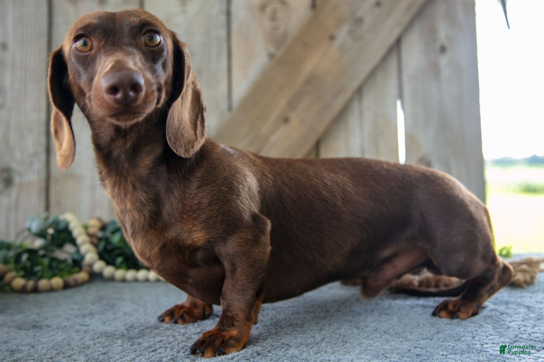 Miniature Dachshund dogs for sale: Dozer - Image 5