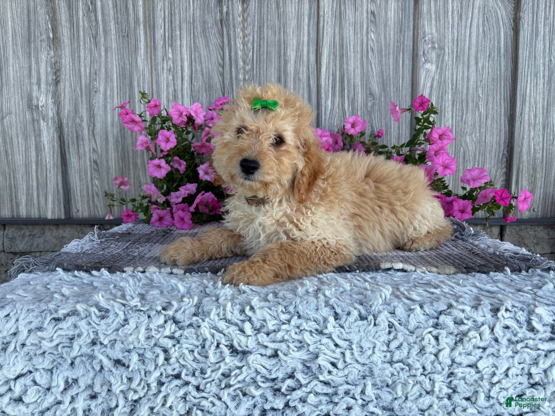 Mini Goldendoodle dogs for sale: Angie - Image 3