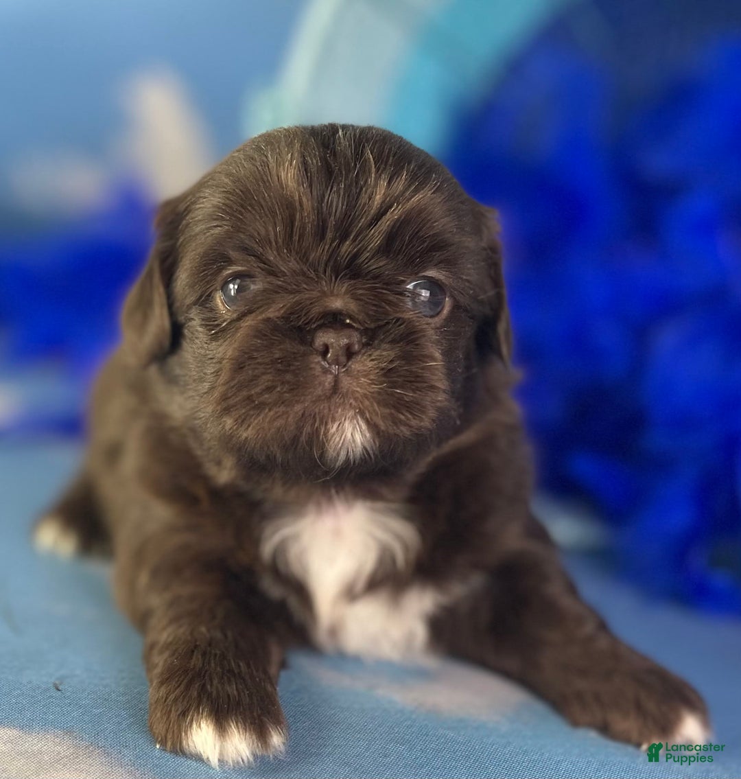 Pekingese dogs for sale: Akc Chocolate Truffle Dna Ofa - Image 1