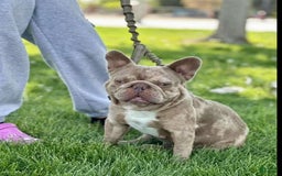 French Bulldog dogs for sale: N/a - Image 3