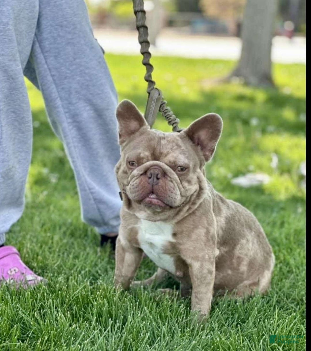 French Bulldog dogs for sale: N/a - Image 3