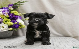 Jack Russell Terrier dogs for sale: Roxy - Image 3