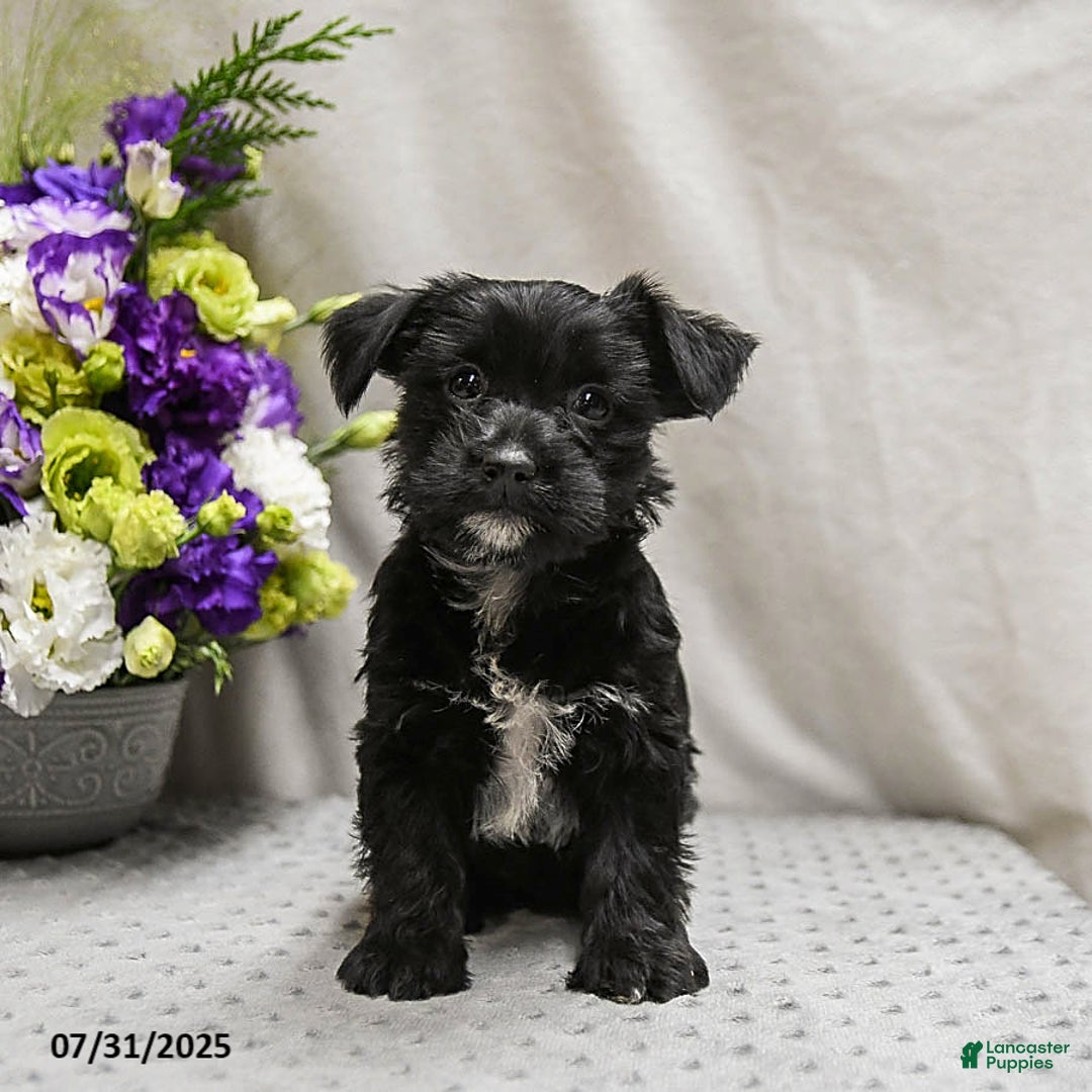 Jack Russell Terrier dogs for sale: Roxy - Image 3