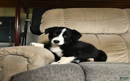 Bernese Mountain Dog dogs for sale: Flash - Image 3