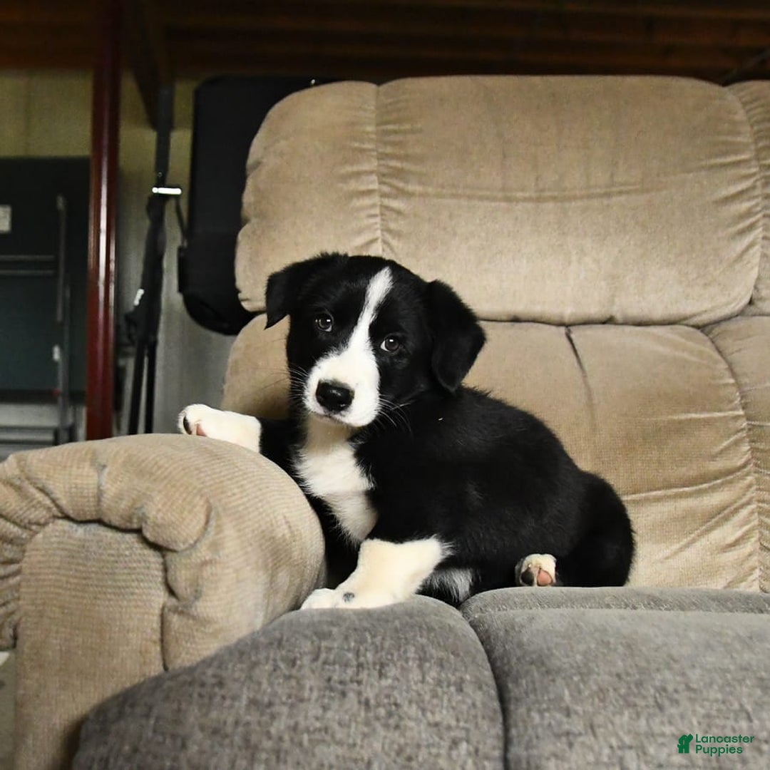 Bernese Mountain Dog dogs for sale: Flash - Image 3
