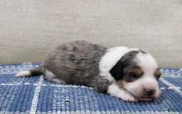 Mini Bernedoodle dogs for sale: Luke - Image 8