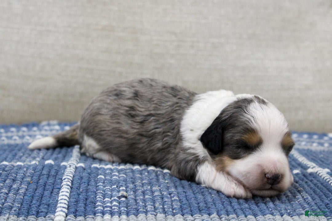 Mini Bernedoodle dogs for sale: Luke - Image 8