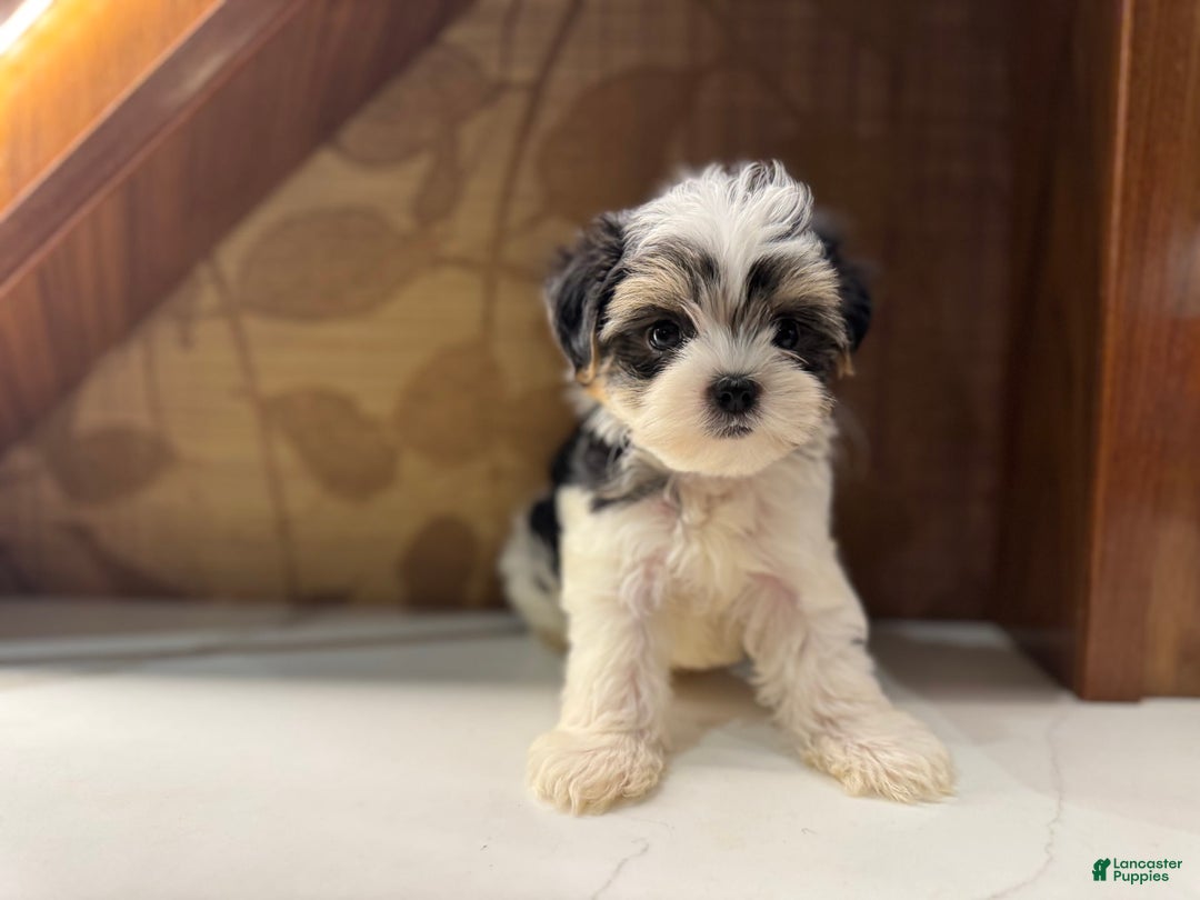 Morkie dogs for sale: Dennis - Image 1