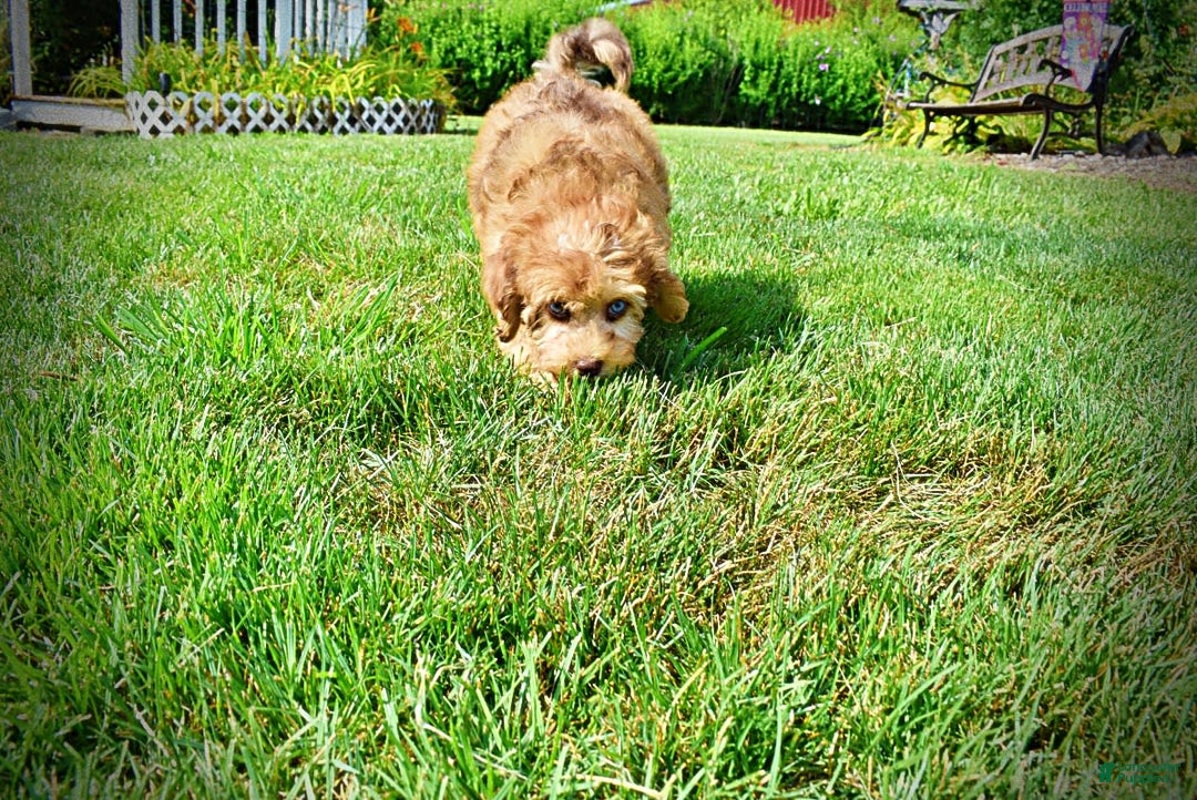 Havapoo dogs for sale: Fancy - Image 8