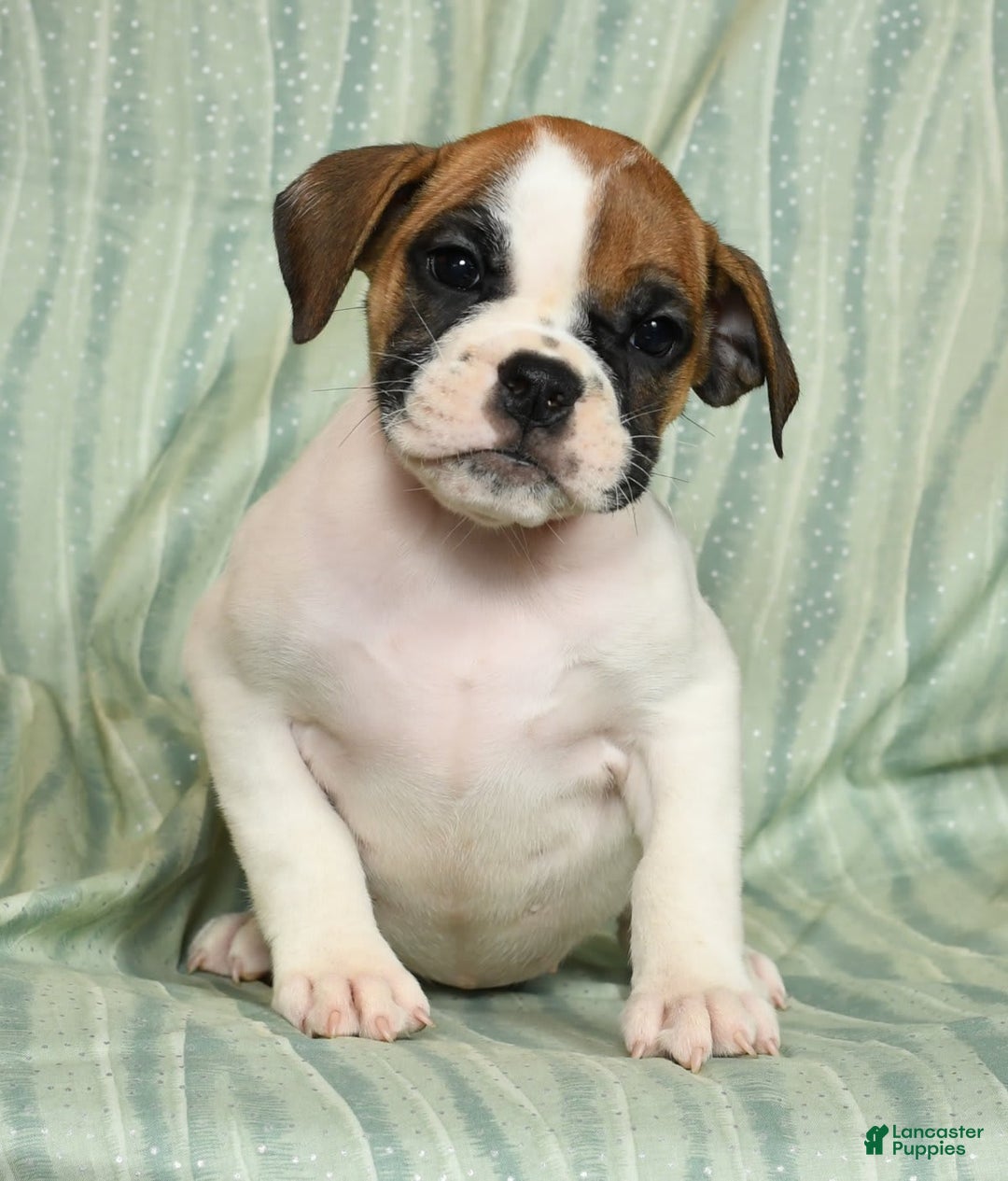 Beabull dogs for sale: Kaitlyn - Image 5