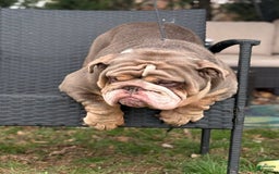 English Bulldog dogs for stud: Rocco - Image 3