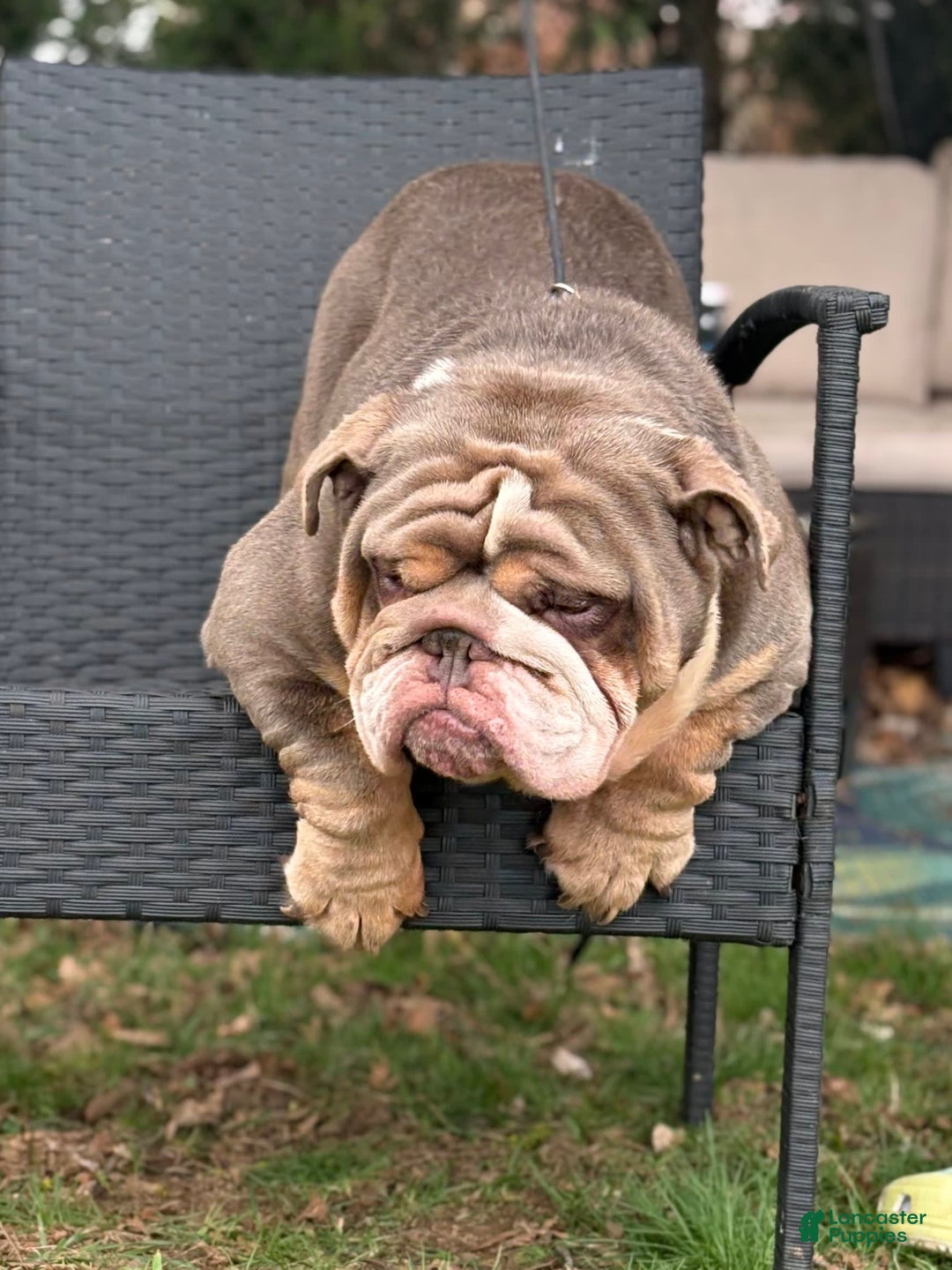 English Bulldog dogs for stud: Rocco - Image 3