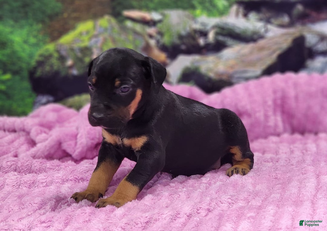 Catahoula Leopard Dog dogs for sale: Luna 2025 Female 4 - Image 6
