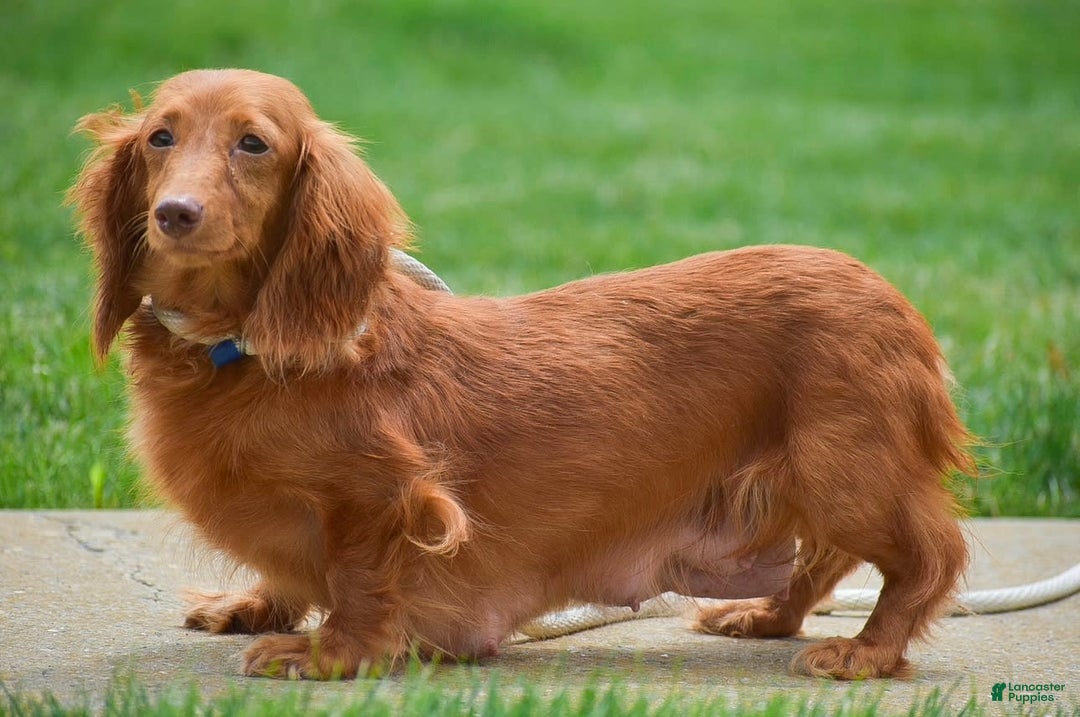 Miniature Dachshund dogs for sale: Teddy - Image 10