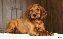 Irish Setter dogs for sale: Mack - Image 7