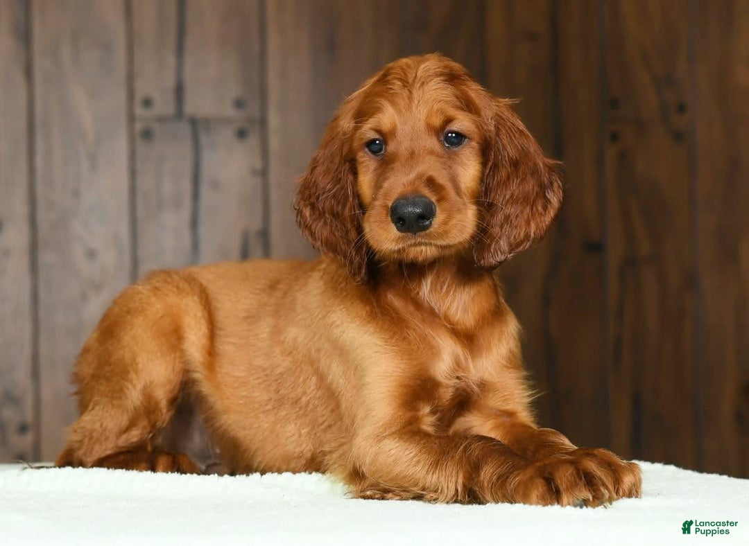 Irish Setter dogs for sale: Mack - Image 7