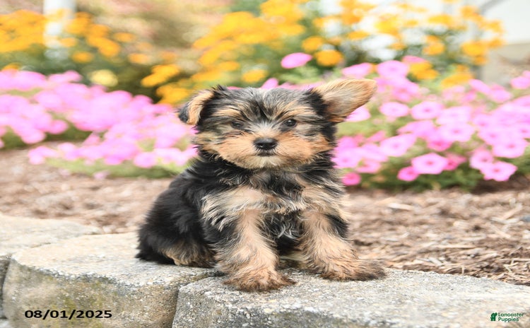 Yorkshire Terrier dogs for sale - Ad 2