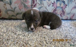 American Corgi dogs for sale: Charlie - Image 2