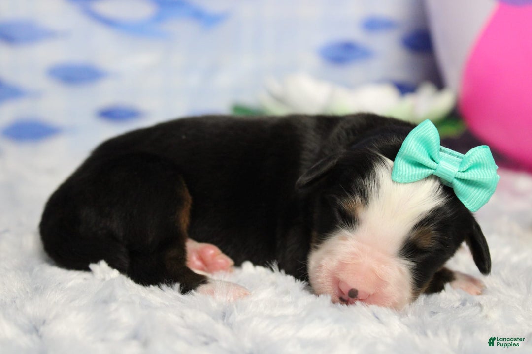 Bernese Mountain Dog dogs for sale: Pebbles - Image 19