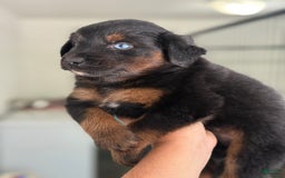 Australian Shepherd dogs for sale: Keotie - Image 1