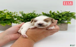 Mini Goldendoodle dogs for sale: Petite Elsa - Image 16