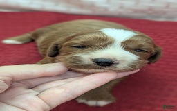 Cavapoo dogs for sale: Steve - Image 2