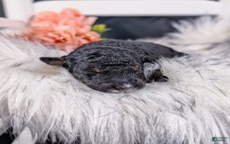 Mini Bernedoodle dogs for sale: Frida - Image 2