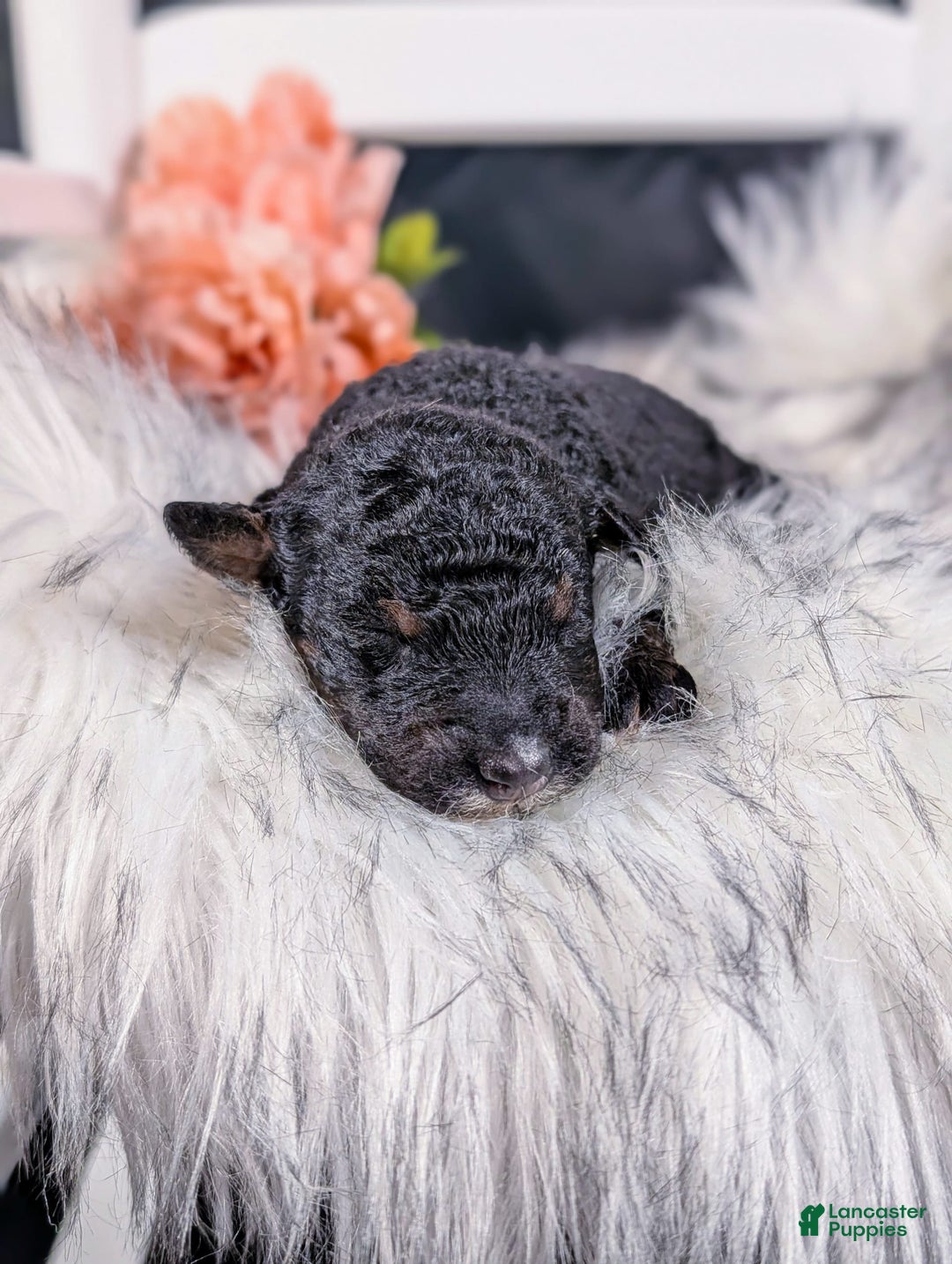 Mini Bernedoodle dogs for sale: Frida - Image 2