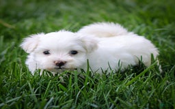 Maltese dogs for sale: Sterling - Image 12