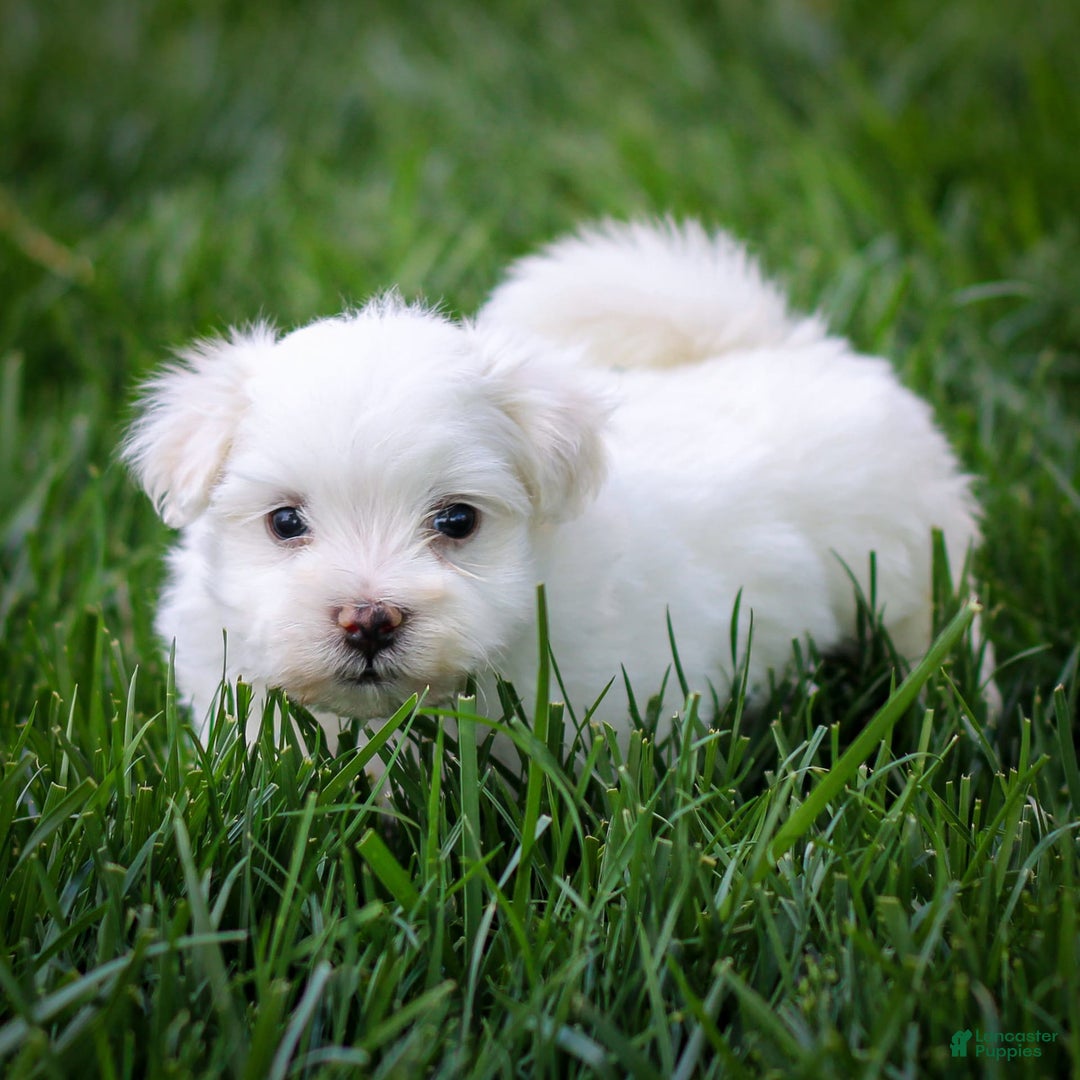 Maltese dogs for sale: Sterling - Image 12
