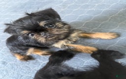Brussels Griffon dogs for sale: Gary - Image 1