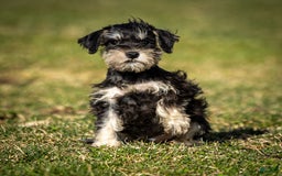 Miniature Schnauzer dogs for sale: Harley - Image 13