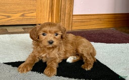 Maltipoo dogs for sale: Larry - Image 5