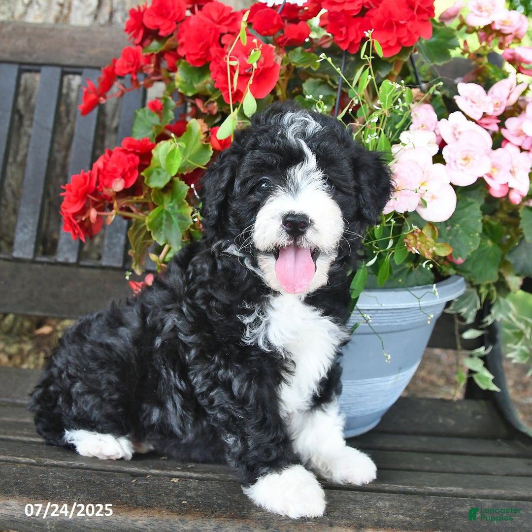 Mini Aussiedoodle dogs for sale: Angel - Image 4