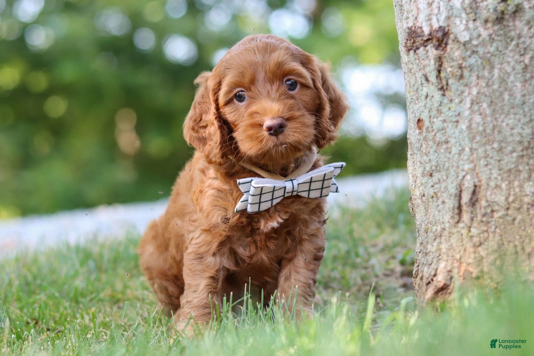 Cockapoo dogs for sale: Percy - Image 3
