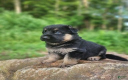 German Shepherd dogs for sale: Kira - Image 1