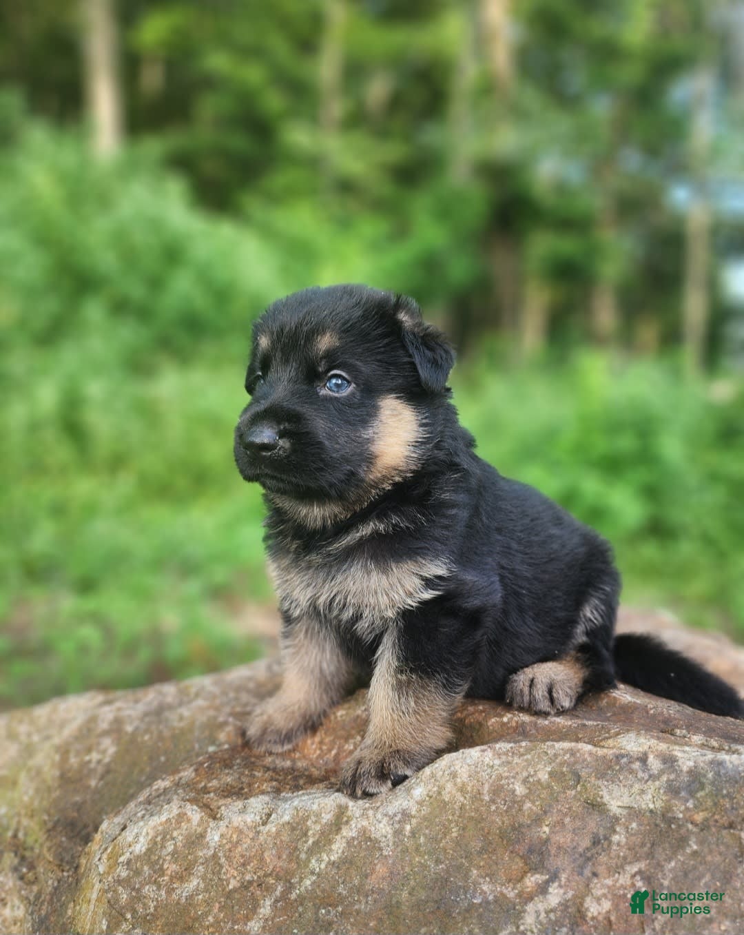 German Shepherd dogs for sale: Kira - Image 1