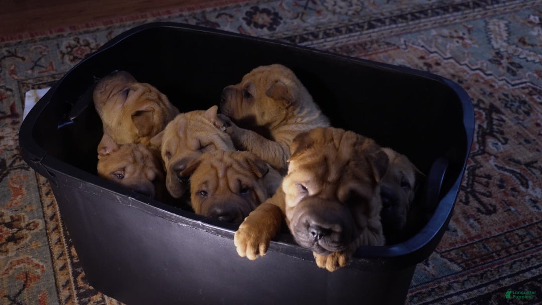 Shar Pei dogs for sale: Rolo - Image 4